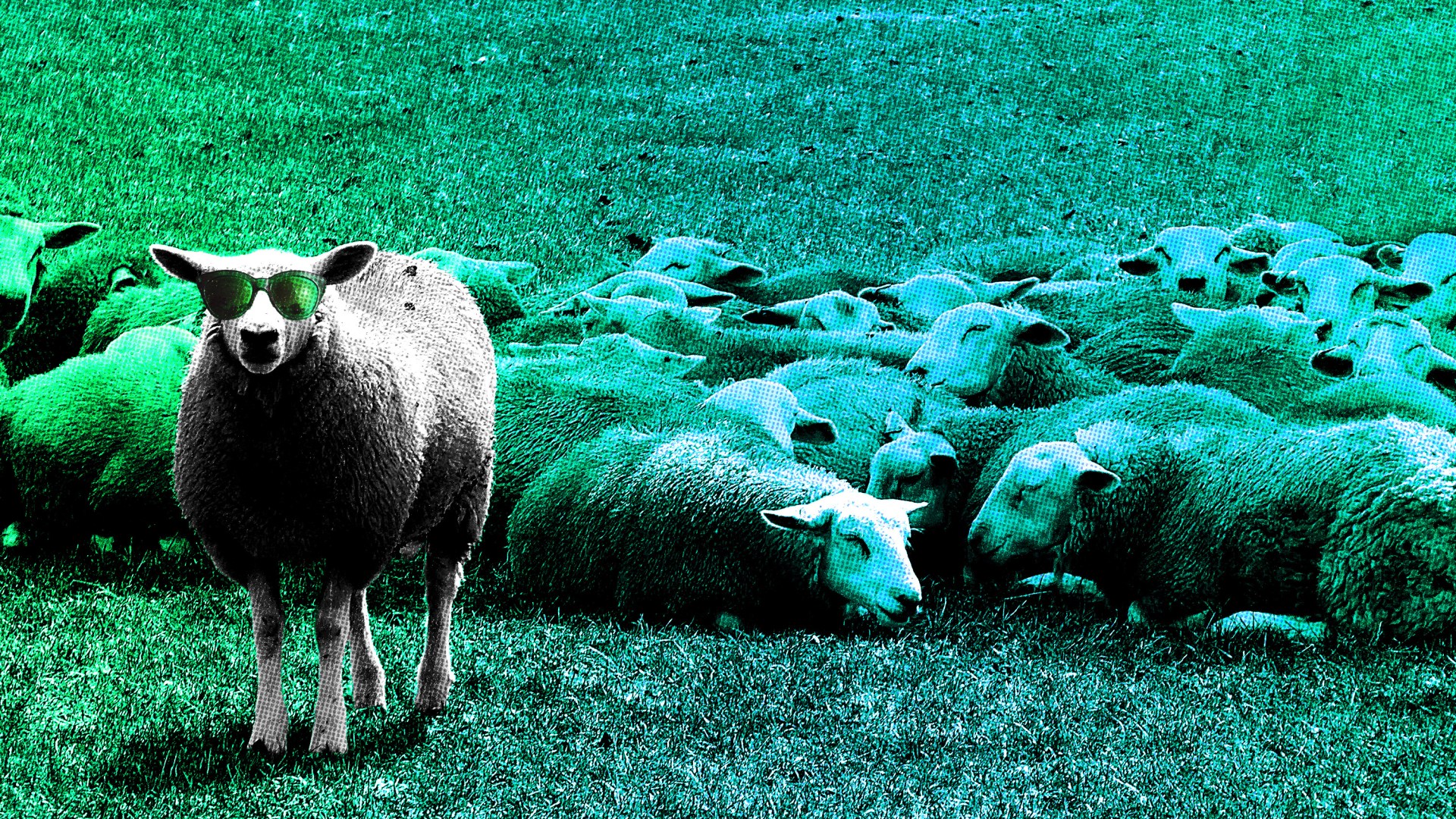 A white sheep wearing sunglasses with a group of sheep in the background that are colored by a green and blue gradient.